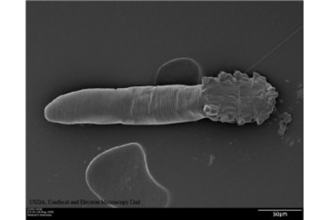 Face mite, D. folliculorum - USDA