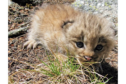 lynx-kitten.png