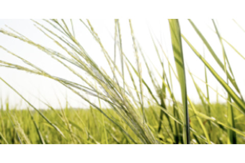 switchgrass.png