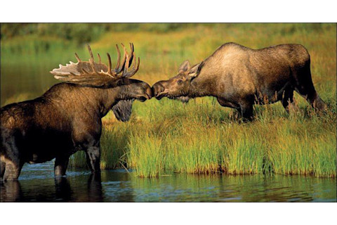 kissingmoose.jpg