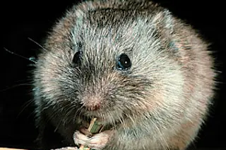 prairie_vole_1.jpg