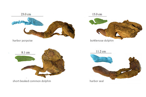 Marine mammal vaginal endocasts and penises - Orbach et al. 2017