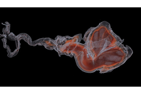 C.T. scan, dolphin penis - Orbach et al. 2017