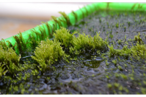 Moss filters arsenic from water