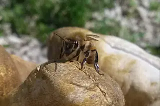 Western honey bees (Apis mellifera) are crucial to global agriculture but are facing significant losses due to viruses and pests such as the Varroa mite. (Credit: G. Tarlach)