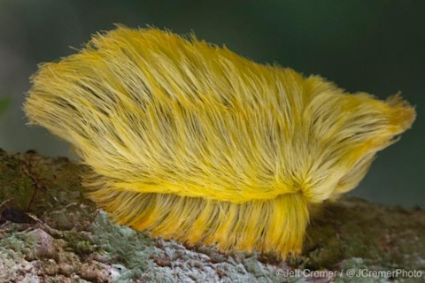 Meet the Trumpapillar. Photo Credit: Jeff Cremer