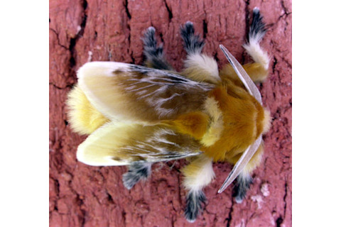 The fuzzy adult flannel moth. Photo Credit: Patrick Coin
