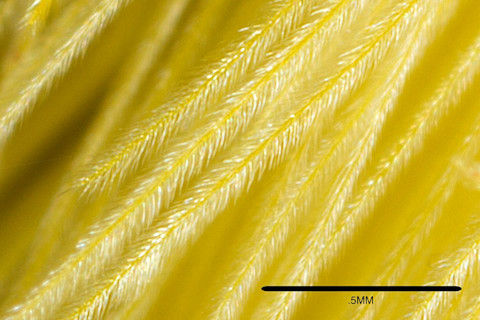 Macro shot of the Trumpapillar's venomous hairs. Photo Credit: Jeff Cremer