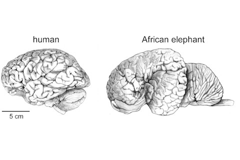 Human Elephant Brain - Frontiers in Human Neuroscience