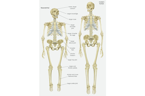 Neanderthal vs. Human Skeletons - Getty