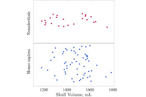 Neanderthal vs. Human Head Volumes - researchers