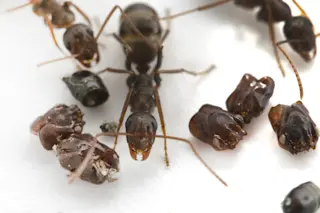 Florida's skull-collecting ant, Formica archboldi, next to trap-jaw ant body parts that are found throughout its underground nest. (Credit: Adrian Smith)