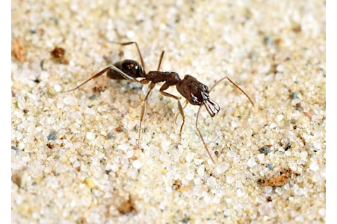 Odontomachus brunneus - Adrian Smith