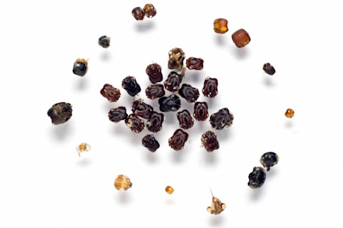 Odontomachus ant heads - Adrian Smith