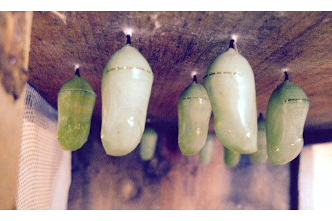chrysalises