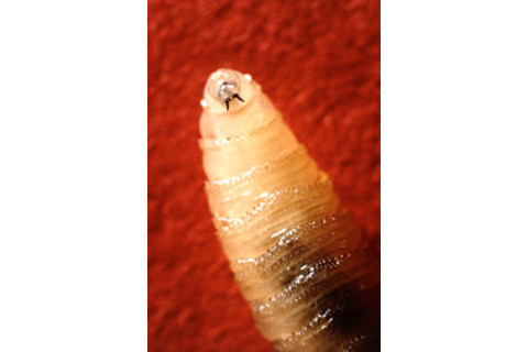 mandibles-teeth-larva-Cochliomyia-hominivorax