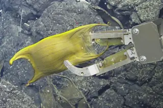 01-manta-ray-eggs.adapt_.590.1.jpg