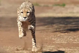 cheetah.jpg