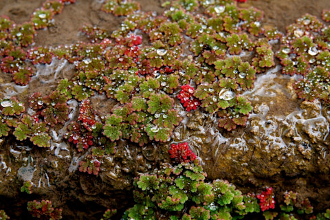 Azolla filiculoides - Fay-Wei Li