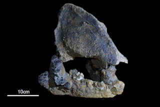 Cizhutuo-fossil.png