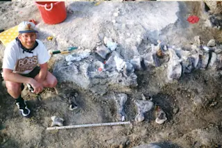 Photograph from the excavations in 1998, with the brachiosaur foot bones below a tail of a Camarasaurus. University of Kansas expedition crew member as a scale. CREDIT Photo courtesy of the KUVP archives.