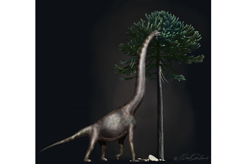 A Brachiosaurus nibbling from an Araucaria tree. These dinosaurs had enormous necks and relatively short tails. The animal to which the foot belongs was nearly 4 meters high at its hip. CREDIT Image copyright by Davide Bonadonna, Milan, Italy.