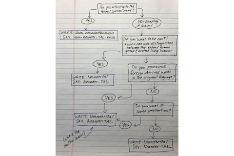 Neanderthal Flowchart - Bridget Alex?