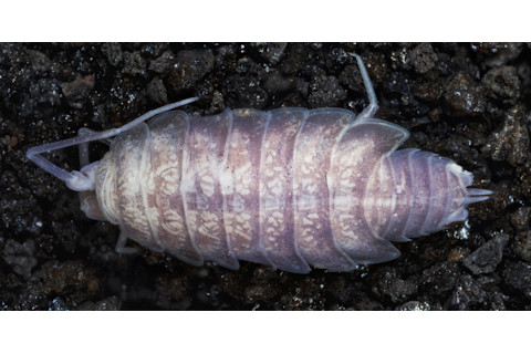 Hawaiioscia_rapui_nsp.jpg
