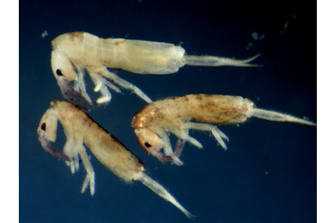 Lepidocyrtus-olena.jpg