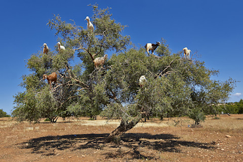 goat-tree