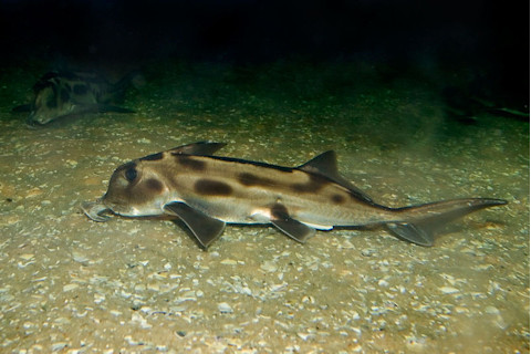 800px-Elephant_shark_melb_aquarium.jpg