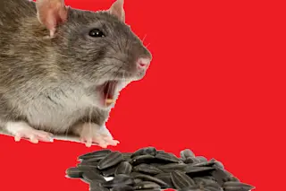 rat-bite.jpg