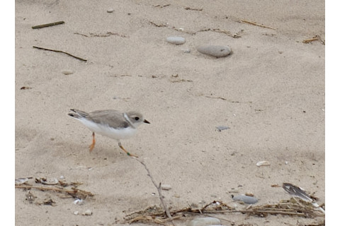 Plover-Image-4.jpg