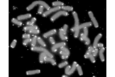 telomere.jpg