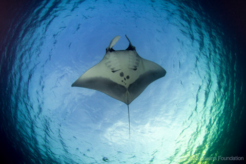Manta-1024x682.png