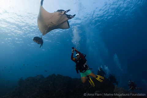 Diver-identifying-a-manta-1024x683.jpg