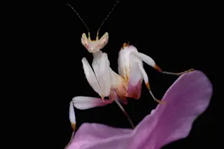 Orchid Mantis - Shutterstock