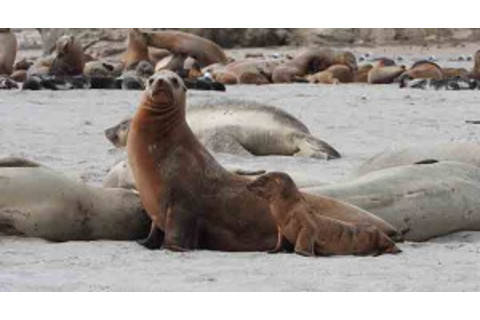 California-sea-lion-with-skinny-pup2-300x165.jpg