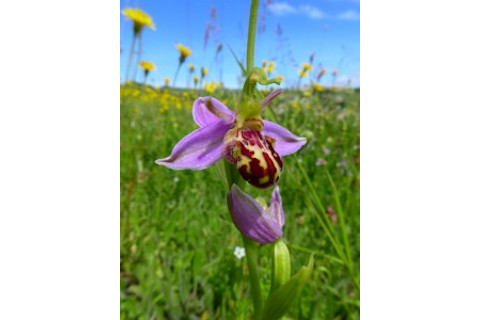Ophrys-apifera-160-Fred-Rumsey-225x300.jpg