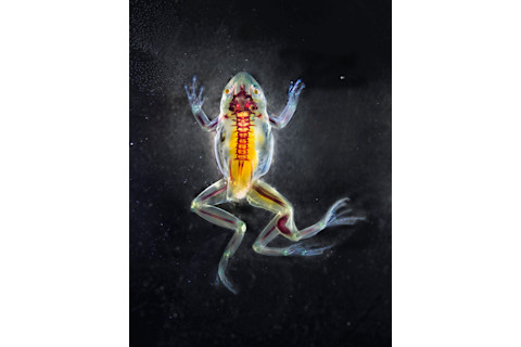 Brandon_Ballengee_DFA147_Phaethon.jpg