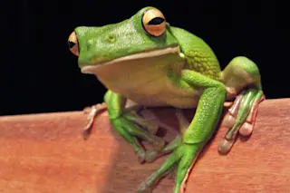 White_lipped_tree_frog_cairns_jan_8_2006-1024x926.jpg