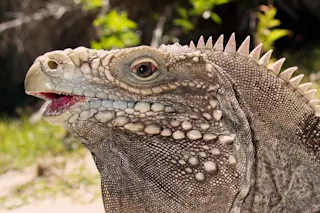 Cuban_Rock_Iguana_by_Staselnik.jpg