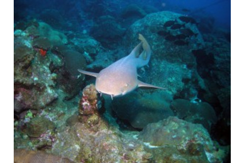 shark-top-300x225.jpg