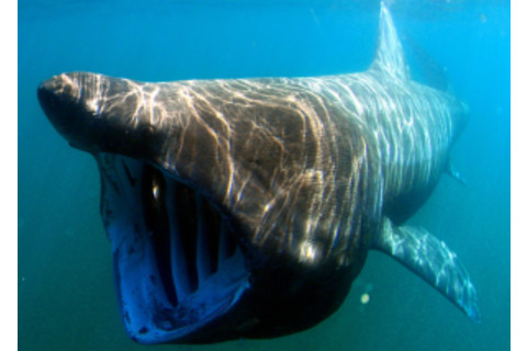 basking-shark-300x214.png