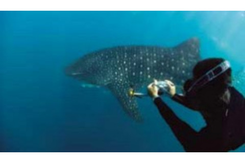 whale-shark-nasa-300x174.jpg