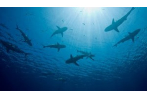 shark-count-300x172.jpg