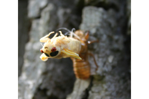 Cicada_emerging-1024x900.jpg