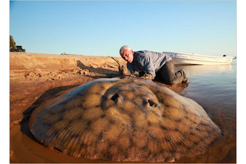 killer-fish-short-tailed-river-stingray-pictures1.jpg