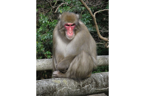 Japanese_monkey-425x566.jpg
