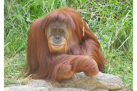 orangutan.jpg